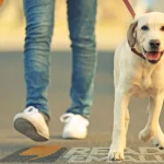 How often Should You Walk Your Dog